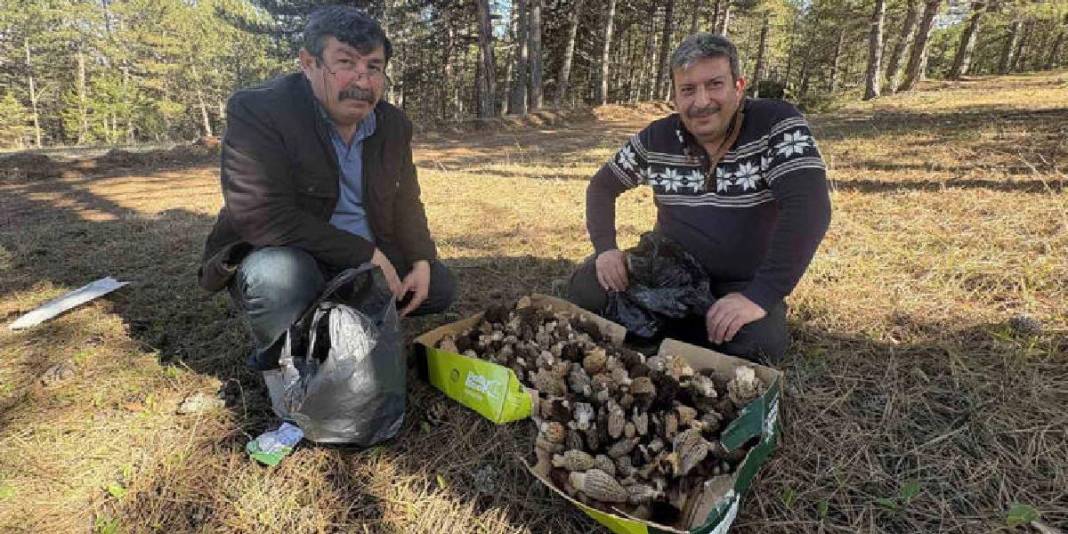 Kilosu 1.000 TL’den ormanları süslüyor: Vatandaş ormana akın ediyor 1